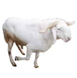 Sallah Ram