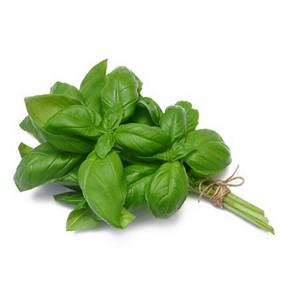 Basil - Regular