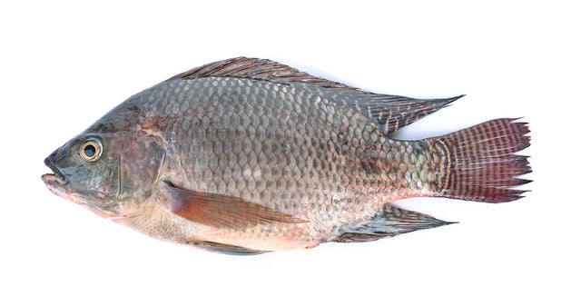 Tilapia ~1 kg (Fresh)